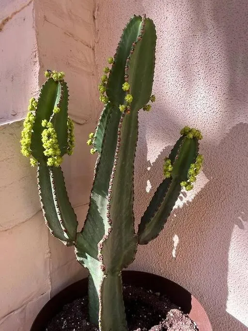 Casa Cactus Paraiso Parque Holandes Apartment